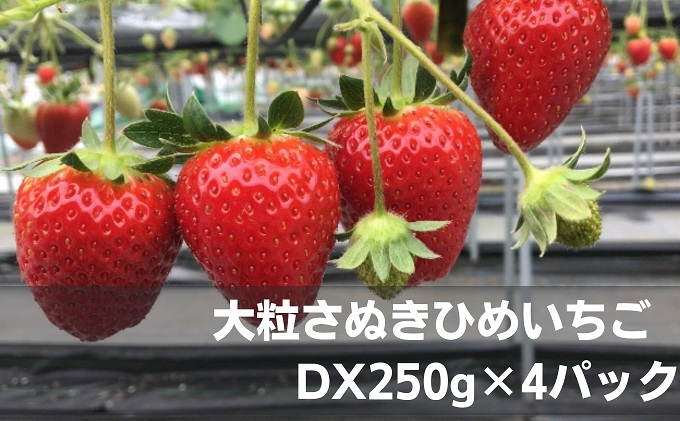 大粒さぬきひめいちご　DX250g×4パック フルーツ 果物類 苺 イチゴ