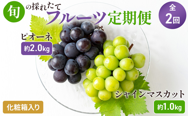 【2024年先行予約】旬の採れたてフルーツ定期便（2回便） 果物 ぶどう マスカット 果物類 巨峰 シャインマスカット ピオーネ