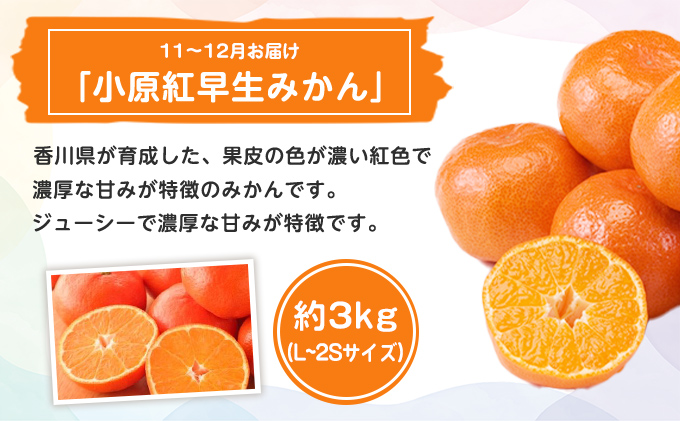 特産 フルーツ 定期便 （年3回） 果物類 柑橘類 みかん いちご 苺 イチゴ ぶどう マスカット 