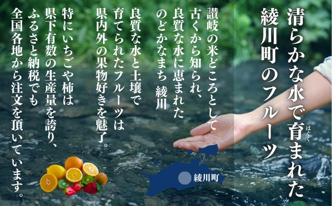 特産 フルーツ 定期便 （年3回） 果物類 柑橘類 みかん いちご 苺 イチゴ ぶどう マスカット 