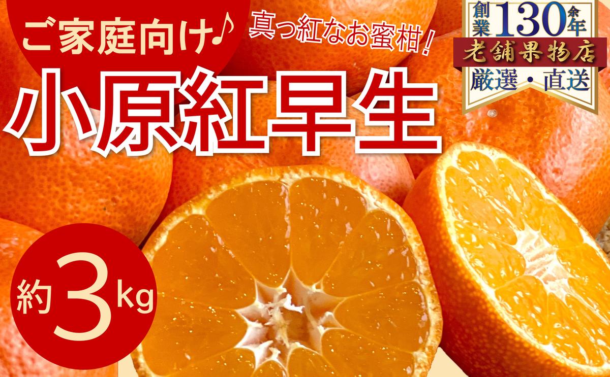 ご家庭向け！真っ赤なお蜜柑「小原紅早生」　約3kg