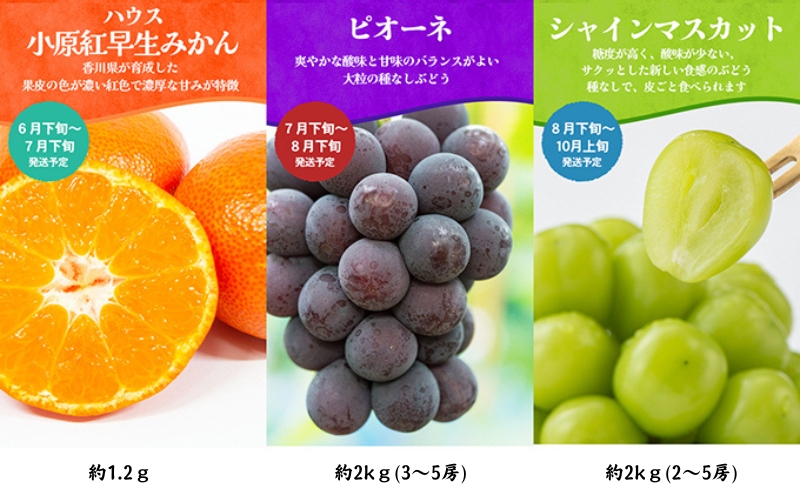 ちょっと贅沢な　綾川町いいものフルーツ定期便（年間12回） 果物 いちご ぶどう シャインマスカット キウイ デコポン びわ みかん ピオーネ ゴールドキウイ 柿 