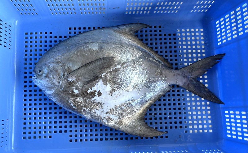 生鮮 香川県産 まながつお 1尾 1.8kg以上 マナガツオ 真魚鰹 真名鰹 魚 魚介 魚介類 冷蔵 香川 香川県