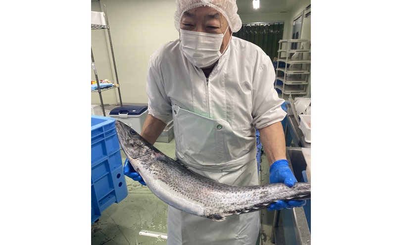 新鮮 とれたて 香川県産 特大さわら(片身) 1.0kg以上 さわら サワラ 鰆 魚 魚介 魚介類 切り身 片身 冷蔵 香川 香川県