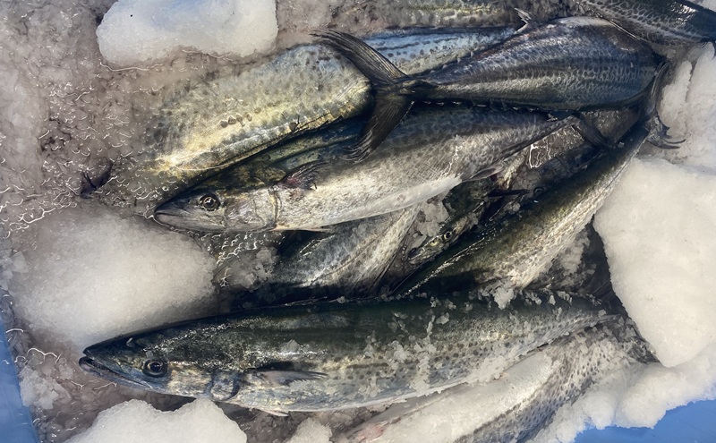 新鮮 とれたて 香川県産 特大さわら(片身) 1.0kg以上 さわら サワラ 鰆 魚 魚介 魚介類 切り身 片身 冷蔵 香川 香川県