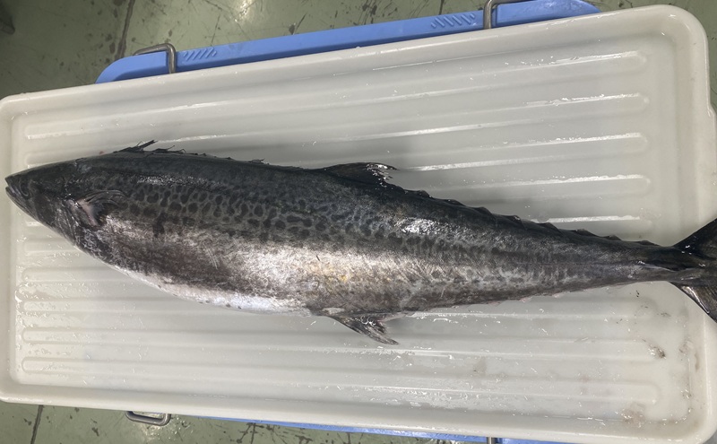 新鮮 とれたて 香川県産 特大さわら(片身) 1.0kg以上 さわら サワラ 鰆 魚 魚介 魚介類 切り身 片身 冷蔵 香川 香川県