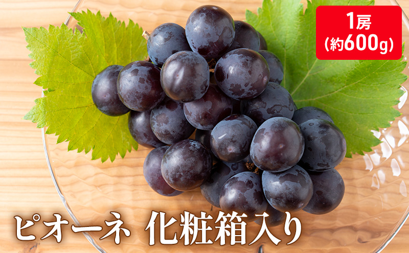 大粒で濃厚な甘み「ピオーネ」　大房1房（化粧箱入り）約600ｇ 果物 ぶどう フルーツ