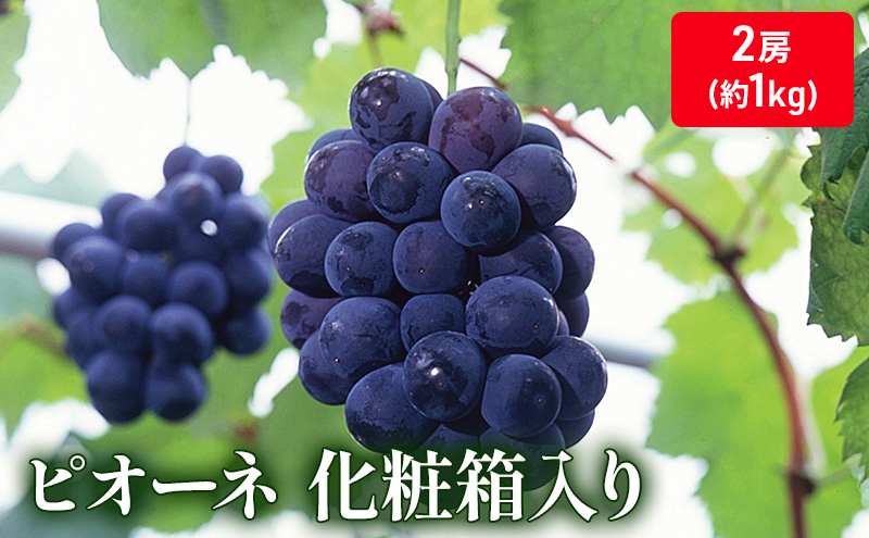 大粒で濃厚な甘み「ピオーネ」　2房（化粧箱入り）約１kg 果物 ぶどう フルーツ