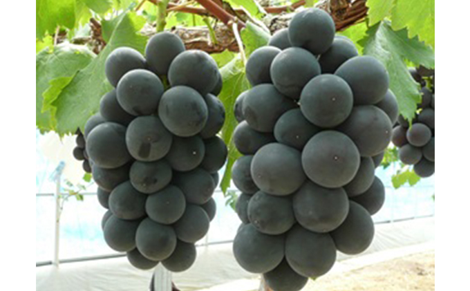 螟ァ邊偵〒豼蜴壹↑逕倥∩縲後ヴ繧ェ繝シ繝阪阪邏2kg