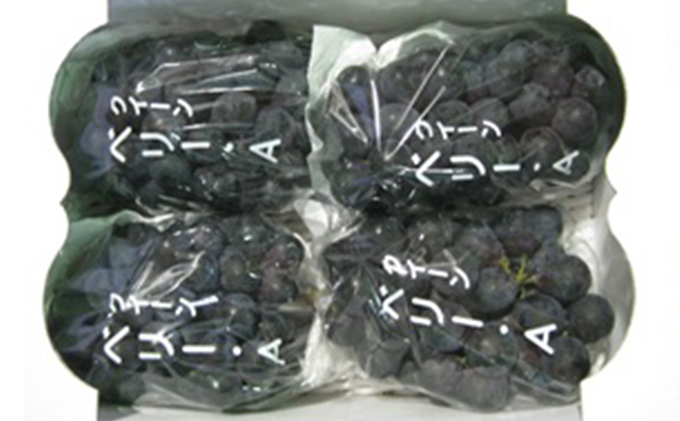 ベリーＡぶどう　約2kg 果物 フルーツ ブドウ