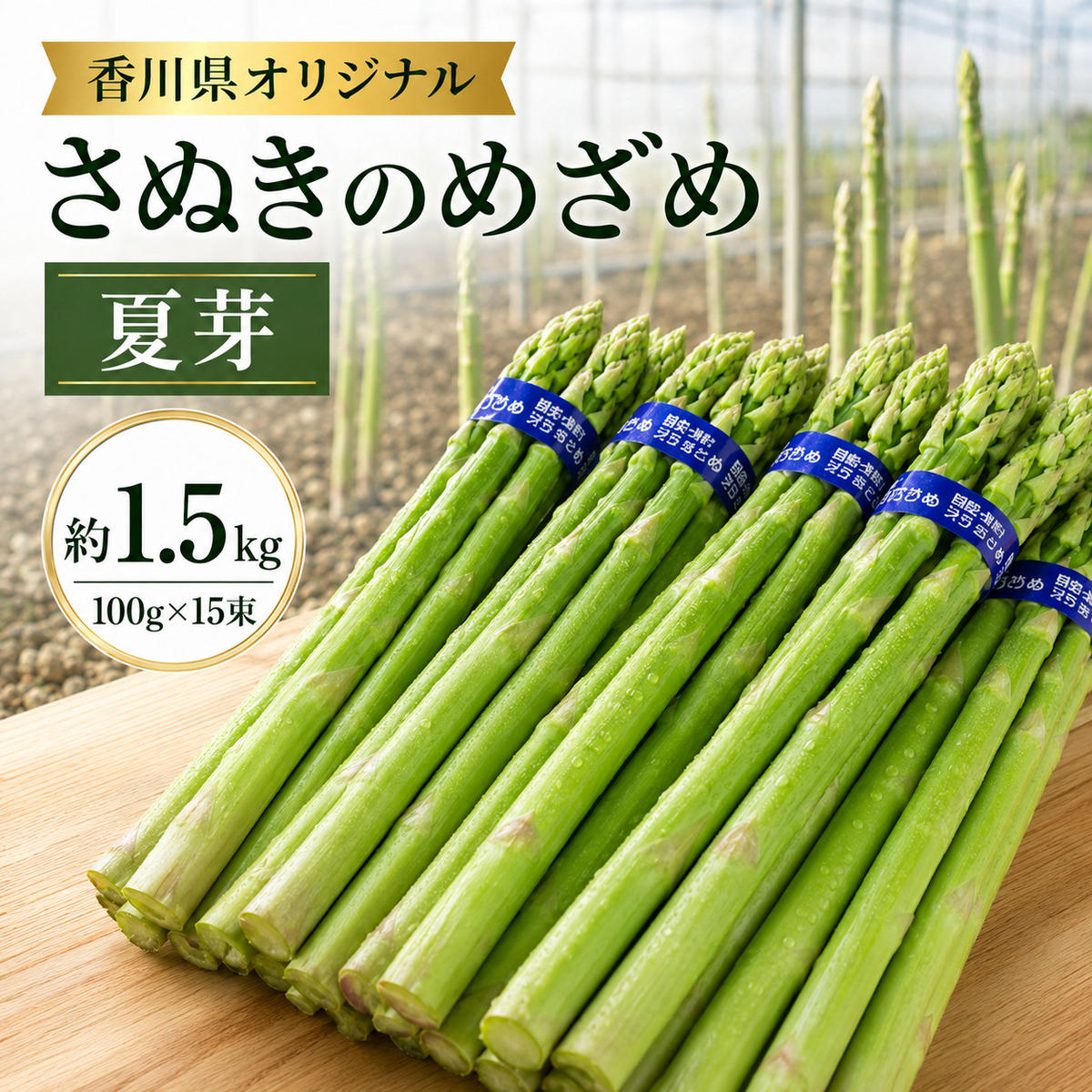 香川県オリジナルアスパラガス「さぬきのめざめ」夏芽 約1.5kg 野菜