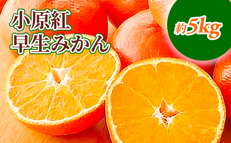 小原紅早生みかん　約5kg_みかん 果物類 柑橘類 フルーツ ミカン 蜜柑 くだもの