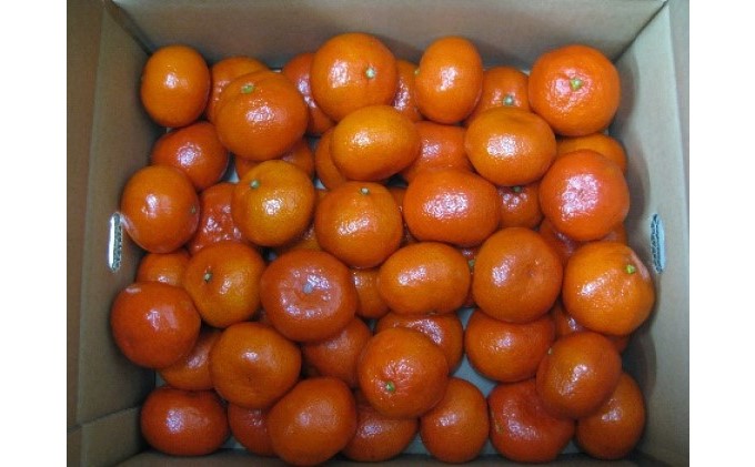 小原紅早生みかん　約5kg_みかん 果物類 柑橘類 フルーツ ミカン 蜜柑 くだもの 