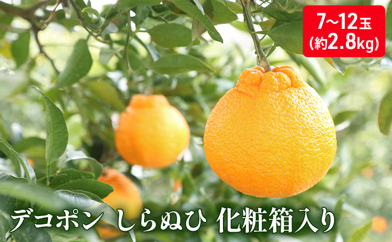 ハウスデコポン（しらぬひ）化粧箱（約2.8kg）_デコポン 果物類 みかん 柑橘類 ミカン 蜜柑 くだもの 