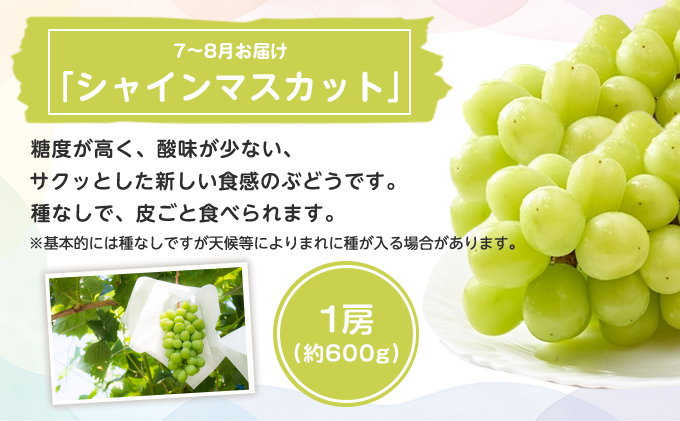 特産 フルーツ 定期便 （年3回） 果物類 柑橘類 みかん いちご 苺 イチゴ ぶどう マスカット 