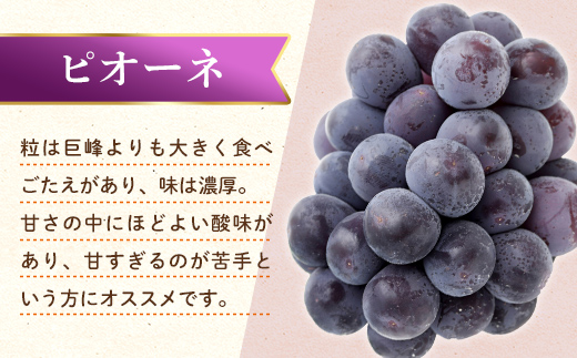 【フルーツ定期便 2回】 《せとかからスタート》 Bセット ピオーネ 約1.2kg せとか 約5kg ぶどう みかん 柑橘 旬 果物 国産 香川県 フルーツ定期便 F5J-780