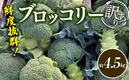 【先行予約】《訳あり》鮮度抜群！訳ありブロッコリー (約4.5kg) 訳あり 野菜 ブロッコリー 朝採り 朝採れ 朝どれ 家庭用 サラダ 食品 名産 四国  F5J-369