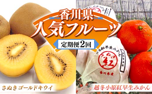 【人気フルーツ定期便A 2回】越冬小原紅早生みかん 約１.５kg さぬきゴールドキウイ 約１kg キウイ みかん 旬 フルーツ 果物 国産 香川県 F5J-882