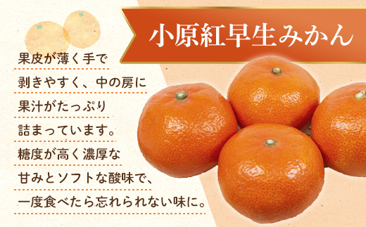 【先行予約】《2026年12月頃お届け》みかん 奇跡の赤いみかん 小原紅早生 1.2kg 蜜柑 早生 果物 柑橘 濃いみかん 赤いみかん むきやすい ミカン フルーツ 旬 香川県 香川県共通返礼品 F5J-1020