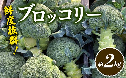 【先行予約】鮮度抜群！ブロッコリー (約2kg) 朝採り 朝採れ 朝どれ ブロッコリー 野菜 サラダ 食品 名産 四国  F5J-368