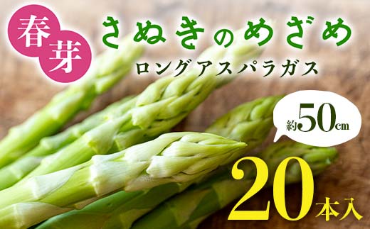 春芽 さぬきのめざめ 約50cmロングアスパラガス 20本入り アスパラ サラダ お弁当 おかず フレッシュ 新鮮 琴平 香川 F5J-763