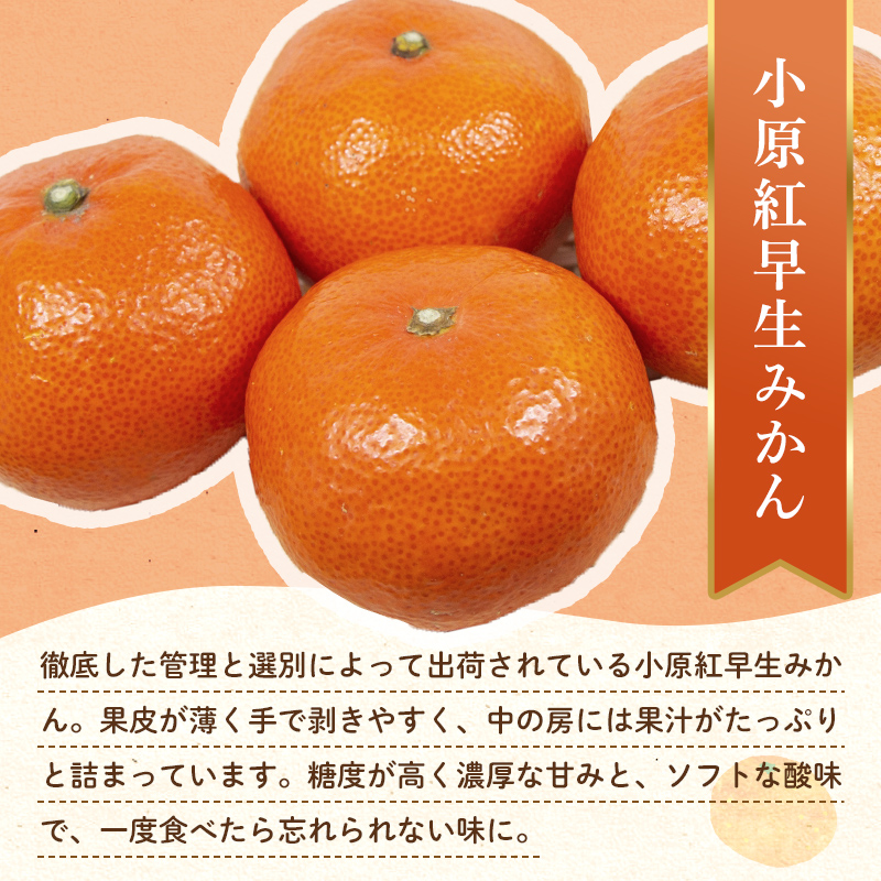 【フルーツ定期便 3回】 《ピオーネからスタート》 Hセット ピオーネ 約1.2kg 小原紅早生みかん 約4.5kg せとか 約5kg ぶどう みかん 柑橘 旬 果物 国産 香川県 フルーツ定期便 F5J-800