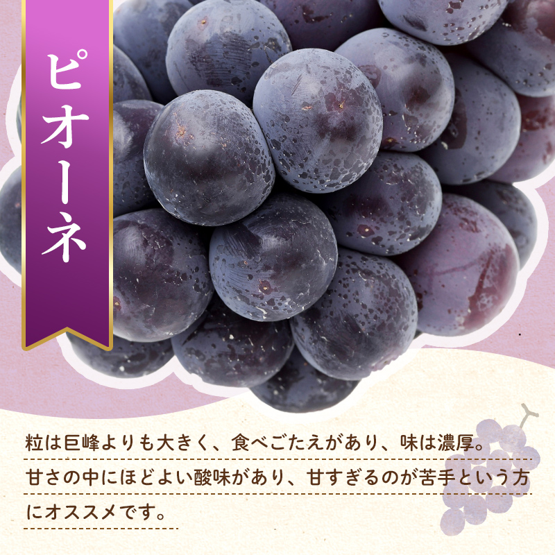 【フルーツ定期便 3回】 《ピオーネからスタート》 Hセット ピオーネ 約1.2kg 小原紅早生みかん 約4.5kg せとか 約5kg ぶどう みかん 柑橘 旬 果物 国産 香川県 フルーツ定期便 F5J-800