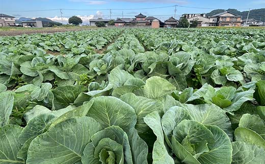 【先行予約2025年11月～2026年6月頃お届け】播本農園のキャベツ 10kg キャベツ 甘い 野菜 サラダ 食品 四国 F5J-900