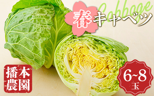 【先行予約】播本農園の春キャベツ 6～8玉 キャベツ 春キャベツ ジューシー 野菜 サラダ 食品 四国 F5J-190