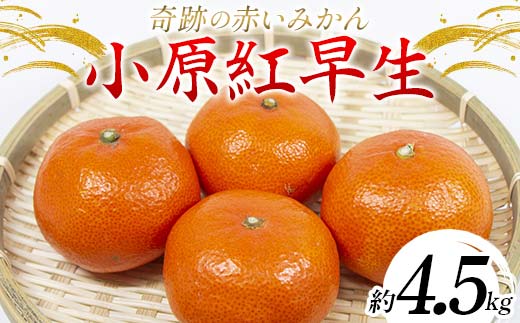 【旬な時期にお届けします！11月下旬〜12月下旬 】 みかん 奇跡の赤いみかん 小原紅早生 4.5kg 蜜柑 早生 果物 柑橘 濃いみかん 赤いみかん むきやすい ミカン フルーツ 旬  香川県 香川県共通返礼品 F5J-539