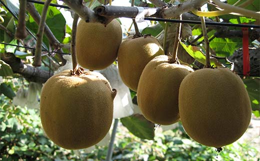 【先行予約2026年10月～2026年12月頃お届け】 訳ありさぬきゴールドキウイ (約1.5kg) フルーツ 果物 くだもの ゴールド キウイ キウイフルーツ さぬき ゴールドキウイ デザート 食品 名産 四国 1万円 F5J-1064