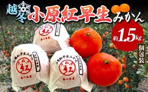 【人気フルーツ定期便A 2回】越冬小原紅早生みかん 約１.５kg さぬきゴールドキウイ 約１kg キウイ みかん 旬 フルーツ 果物 国産 香川県 F5J-882