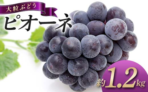 【旬な時期にお届けします！8月中旬〜9月中旬 】 大粒ぶどう ピオーネ 約1.2kg 種なし フルーツ 旬のフルーツ ぶどう 旬の果物 国産 香川県三豊市共通返礼品 F5J-743