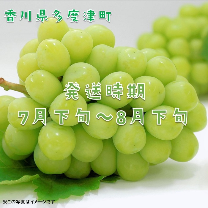 ハウスシャインマスカット　１房　化粧箱【令和8年7月下旬頃発送!予約受付中!】【B-35】