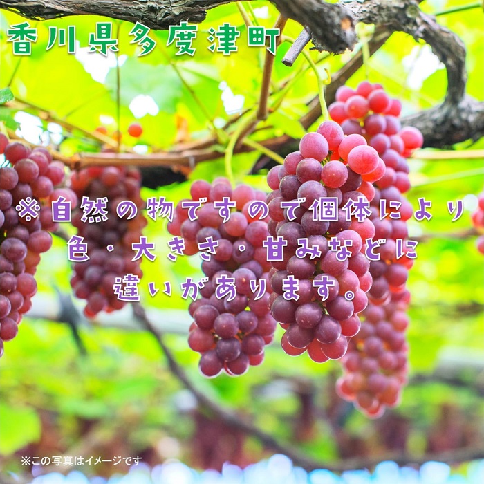 å€åºŠæŽ¥çºçœæ¹ç¹ç£ããã©ãŠã§ã¢ã¶ã©ãã什å8幎7æäžæ¬ããçºéïŒäºçŽåä»äžããB-20ã