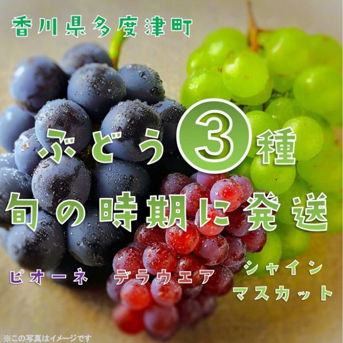 【定期便】ぶどう3種たべくらべ　旬のぶどう1種類ずつお届け【D-12】