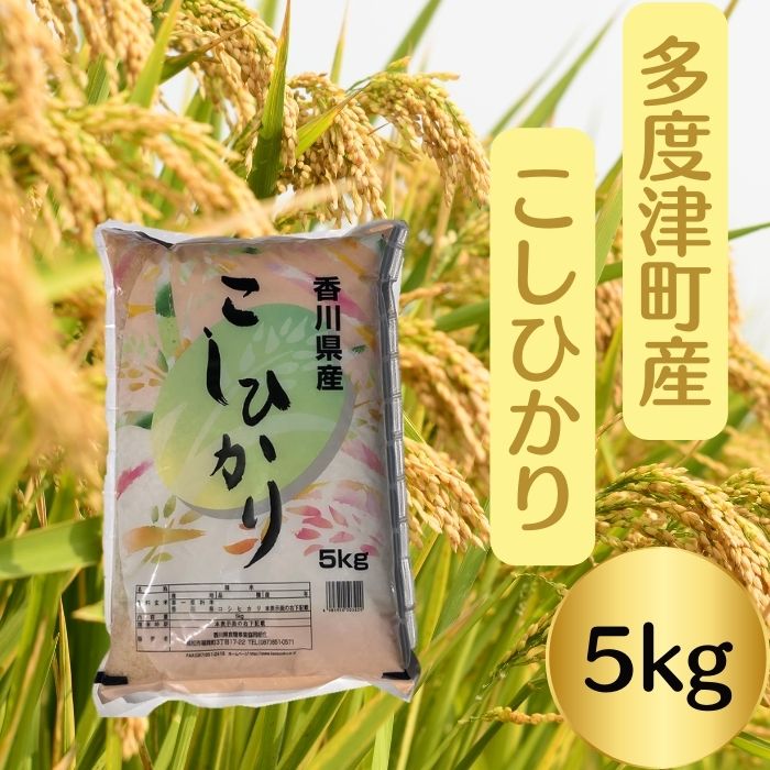 【令和7年産新米】多度津町産こしひかり 5kg 【L-38】