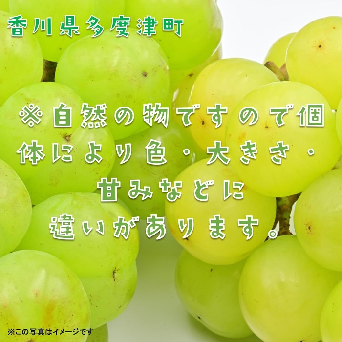 å€åºŠæŽ¥çºç£ ç¬æžãžã£ã€ã¢ã³ããçŽ1.2kgã什å8幎9æäžæ¬é ããçºéïŒããA-45ã