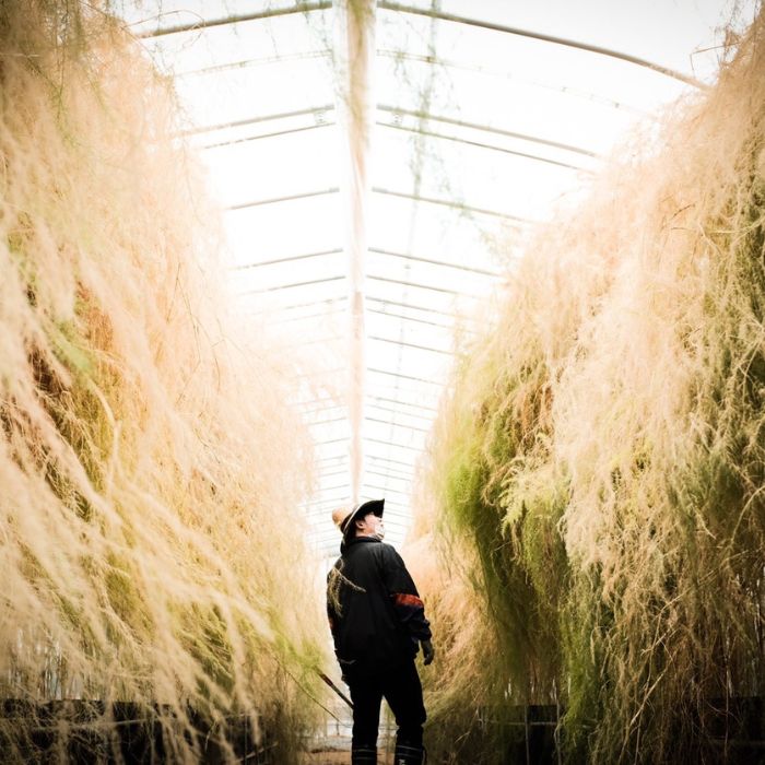 アスパラ王子が育てた自慢のアスパラ　おおもりやオリジナル　穂だけアスパラ1kg【予約受付：令和8年3～4月頃から順次発送】【H-77】