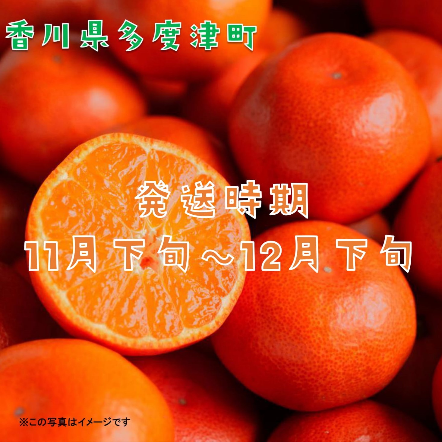 『小原紅早生みかん』約５kg【予約受付中！令和8年11月下旬より発送！】【A-32】
