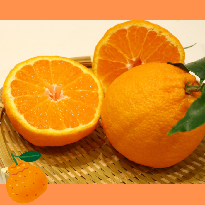 ハウス不知火（デコポン） 2.7kg【予約受付中！令和8年1月上旬頃より発送！】【A-115】