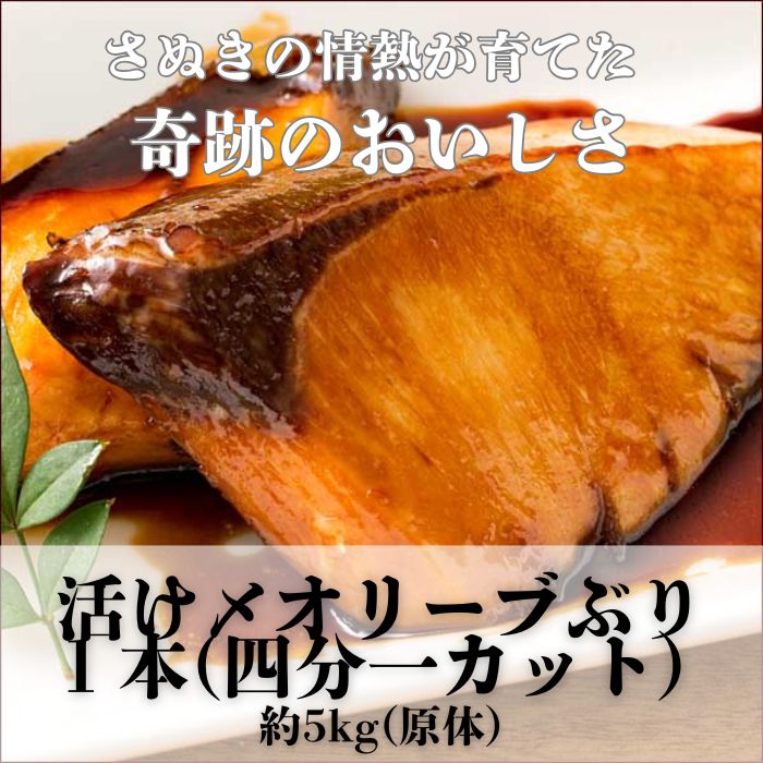 活け〆オリーブぶり１本（四分一カット）【12月頃から出荷開始！】【D-513】