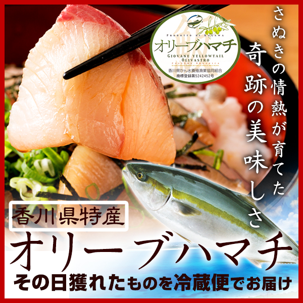 オリーブはまち１本まるごと【予約受付：令和7年10月中旬頃から出荷開始！】【C-311】