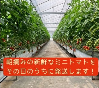繝繧、繧ッ繝輔ぃ繝シ繝縺ョ 縲悟、壼コヲ豢・縺翫☆縺昴o縺代Α繝九ヨ繝槭ヨ縲咲エ1.4kg縲先流縺ョ譎よ悄縺ォ縺雁ア翫¢縲代伸-44縲