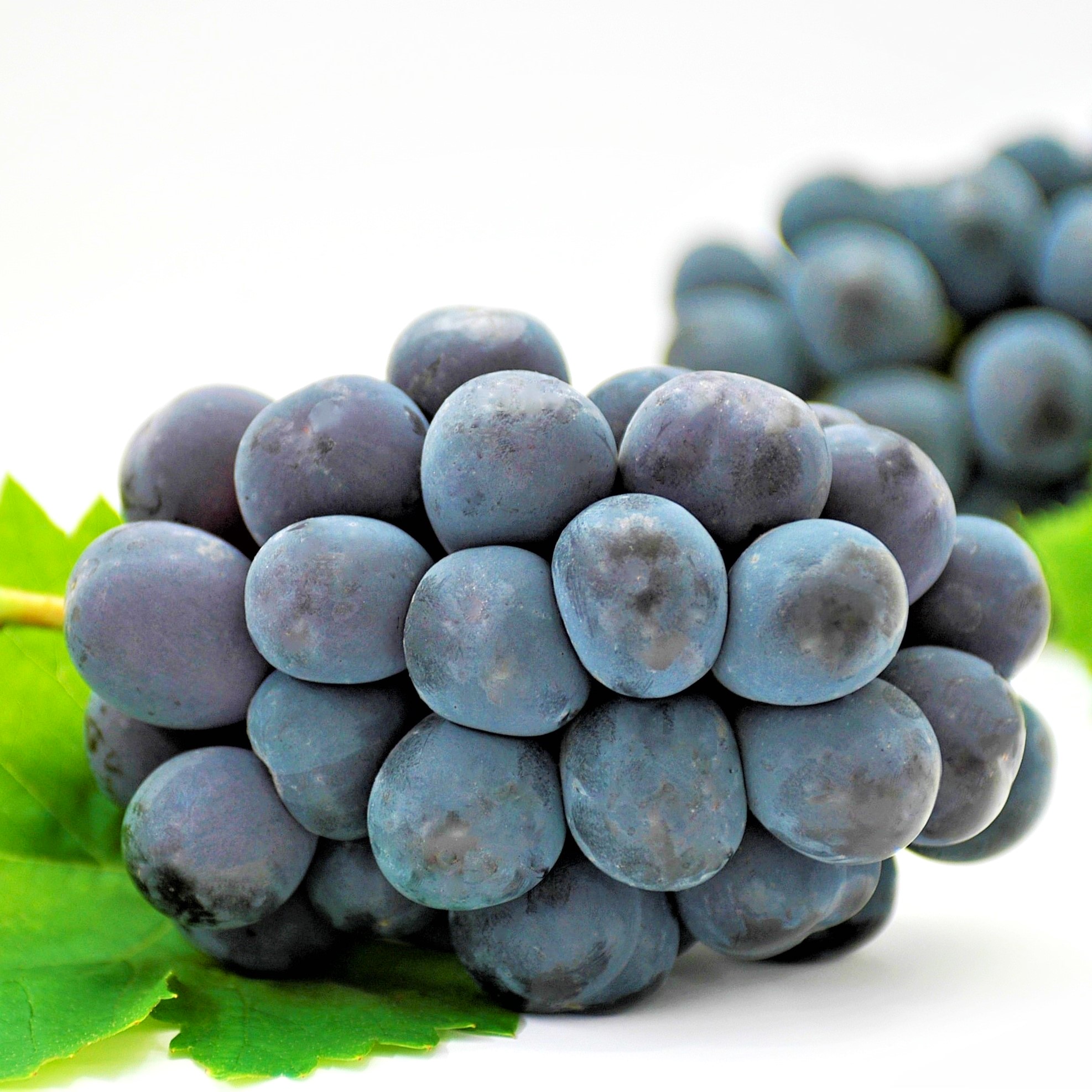 【フルーツ定期便】さぬき讃フルーツ６種類 旬のフルーツを１種類ずつお届け【G-4】