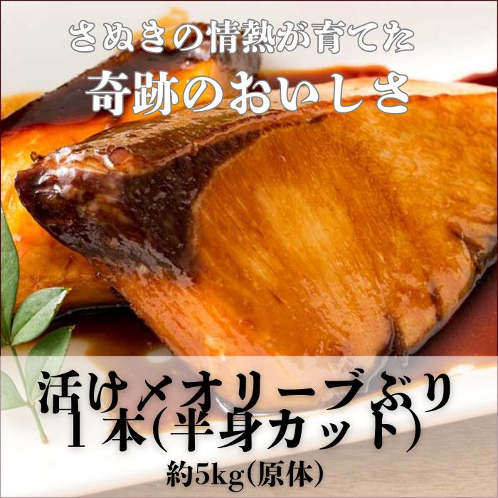 活け〆オリーブぶり１本（半身カット）【12月頃から出荷開始！】【D-512】