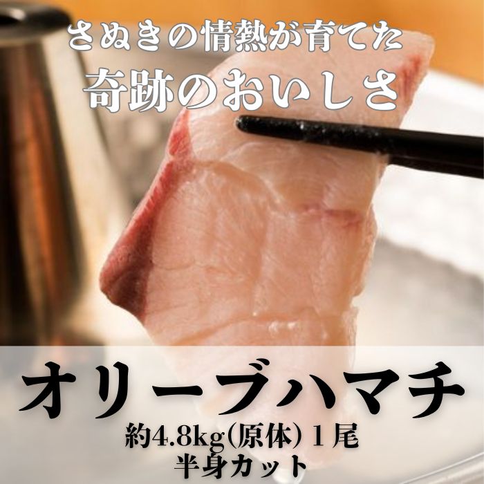 オリーブはまち１本まるごと（半身カット）【予約受付：令和7年10月中旬頃から出荷開始！】【C-312】