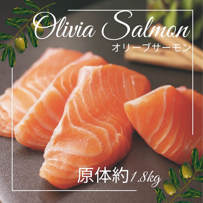 オリーブサーモン １尾（半身カット）【予約受付中！令和8年4月頃から限定出荷分】【B-512】