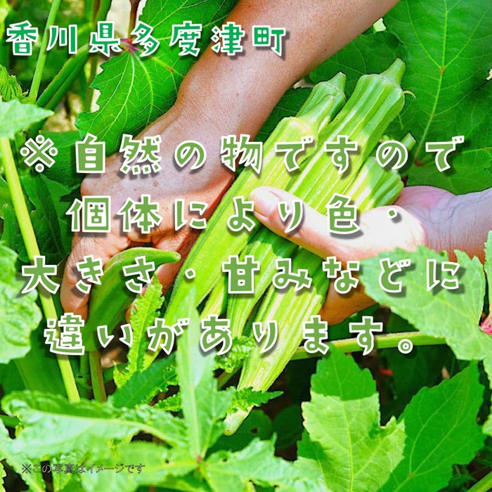 繧ェ繧ッ繝ゥ邏2.1kg縲30繝阪ャ繝医∪縺溘ッ繝舌Λ隧ー繧√植-144縲