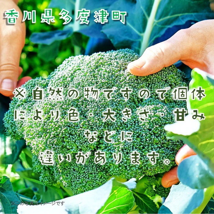 繝悶Ο繝繧ウ繝ェ繝シ邏2.5kg縲繧オ繧、繧コ縺翫∪縺九○縲伸-70縲